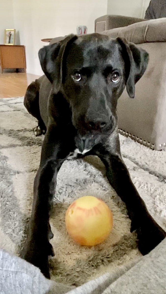 Lavishlyhers's tweet photo. #MyDayUsuallyIncludes throwing the dog his ball &amp; getting attitude when I stop! #DogCelebration #AdoptDontShop #dogsduringlockdown #dogsoftwitter https://t.co/JJBfem5Ar3