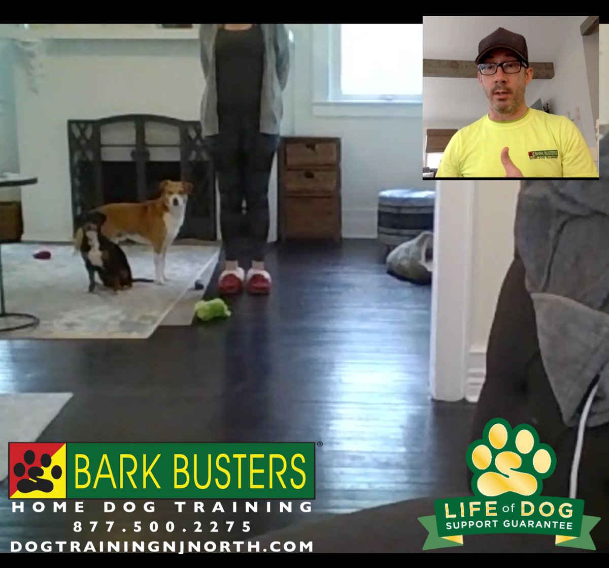 BarkBustersNJ's tweet photo. #Virtual #dogtraining - Whether I’m in ur living room w/u or on the other side of it computer monitor experience THE BEST dog training

#Quarantined #socialdistancing
#BarkBusters #dogtrainer #dogtrainingNorthernNewJersey #dogs #puppies #bergencountydogtrainer #bergencounty #zoom https://t.co/7Ss8wU6ox3