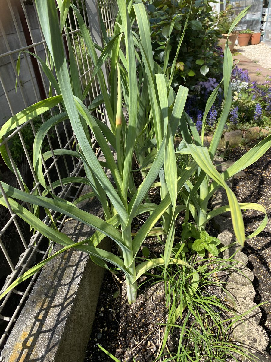 カブトガニジョン Twitterissa ジャンボニンニク の収穫 試しに 花芽の出そうな苗を抜いてみた 収穫は早すぎた様だ 葉が黄色くなるまでは 我慢しなければいけない 葉も食べられるとのことなので炒めて美味しくいただこう 家庭菜園 ジャンボニンニク