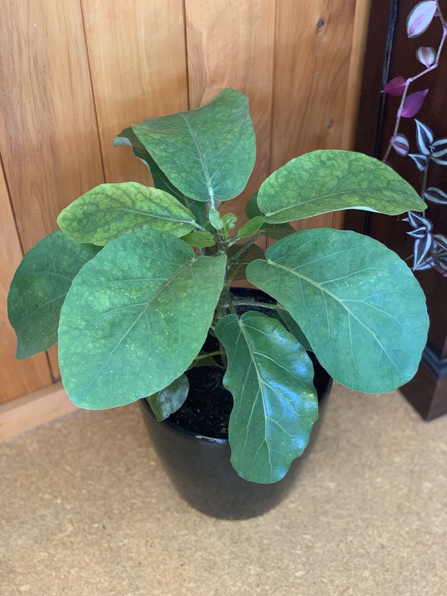 MoniqueMaeHall's tweet photo. I’m ‘proud as punch’ of my first successful indoor NZ native plant! 
This #Puka (#Meryta sinclairii) grew 7 new leaves!! 
Now, which species to try next??

#NZnativetree
#indoorplants #NewZealand #tree #plant #NZFlora #bringingnatureindoors https://t.co/mDyiBBWnda