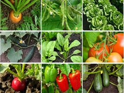 CarolynteachK2's tweet photo. Which vegetable do you think would be the easiest to grow? @iteach24140164 @Godfrna1 @Anastas92385730 @MaryTho11124005 @brittabf12 @Anthony43882634 @idosteamteachi1 @Stewaam1 https://t.co/xxJva8WhjJ