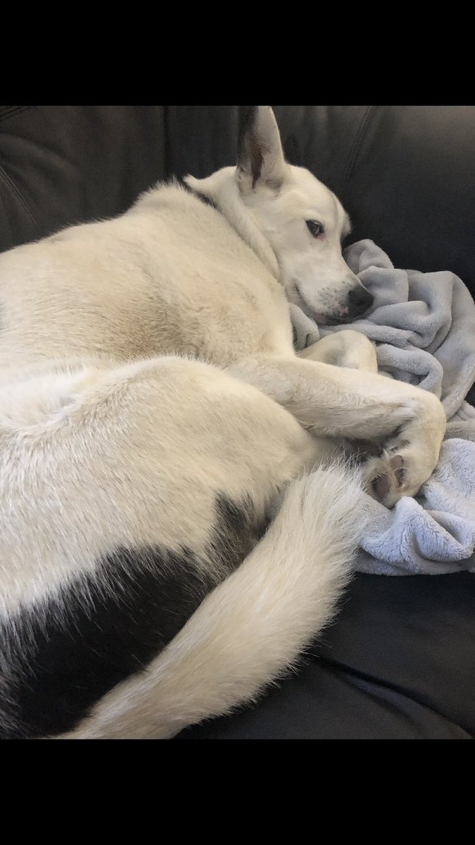 ShaqCoady's tweet image. All is great!