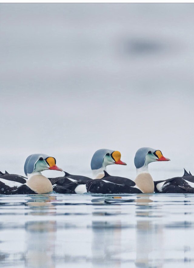 Striking male king eider ducks swimming in Troms og Finnmark, Norway 🇳🇴 

#Ducks 
#GorgeousNature