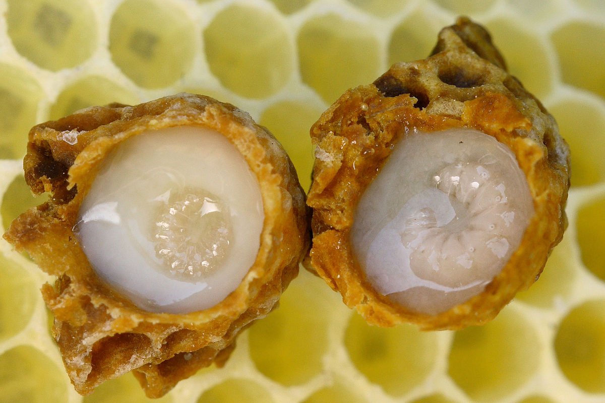 The inclusion of royal jelly is also interesting to me, as this is the material that turns a bee larva into a queen. Clearly symbolic of a transformational initiation.