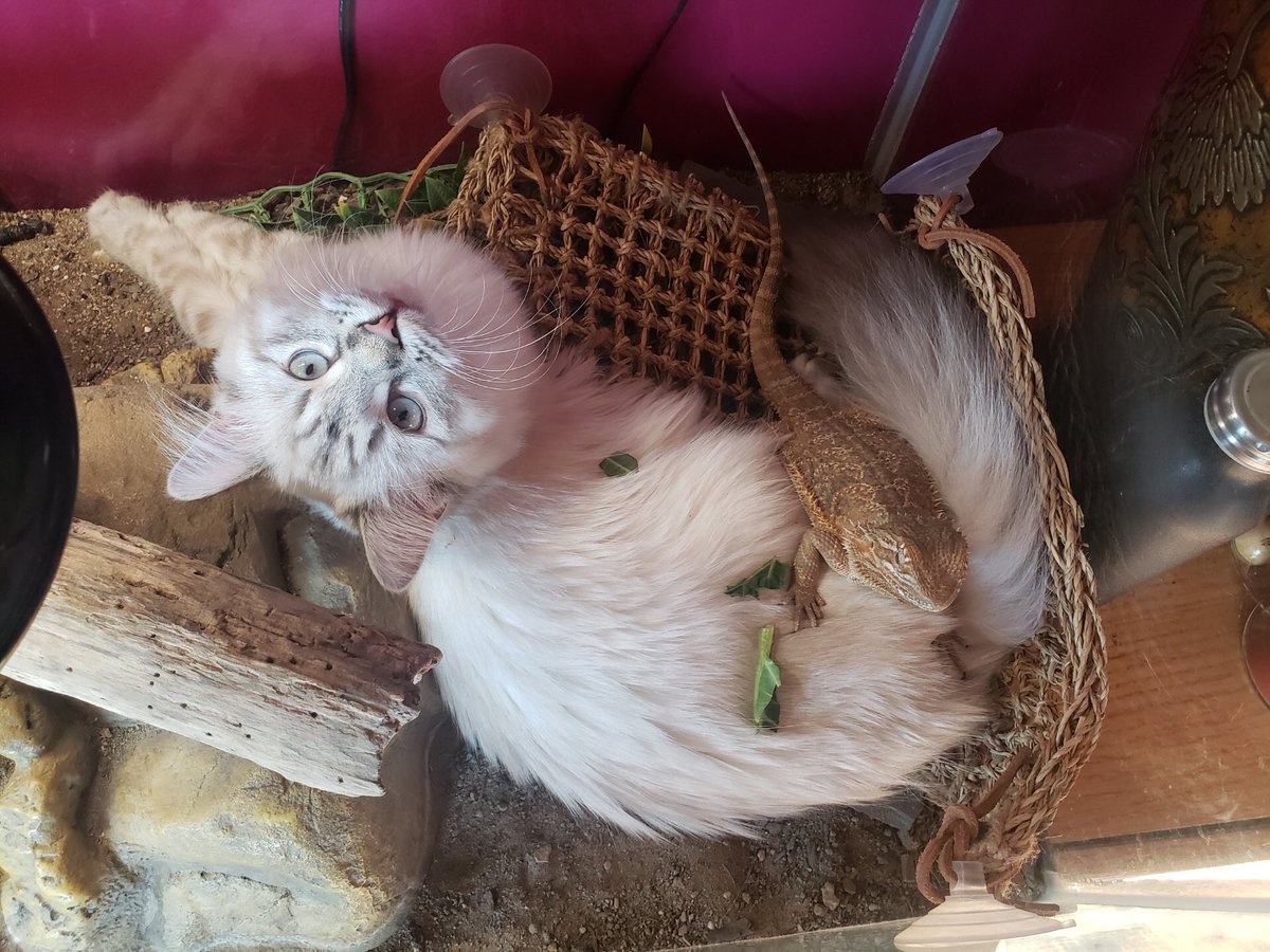 PlantSugar1's tweet image. At it again. She’s always getting into the bearded dragon tank 😂