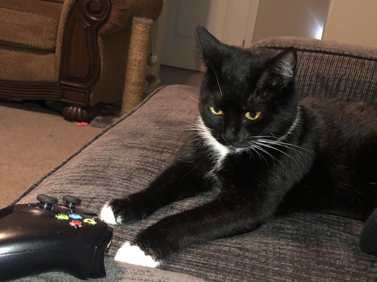 AdventuresLilo's tweet photo. Gaming is tiring #catgamer #liloadventures https://t.co/AZue5GFqIw