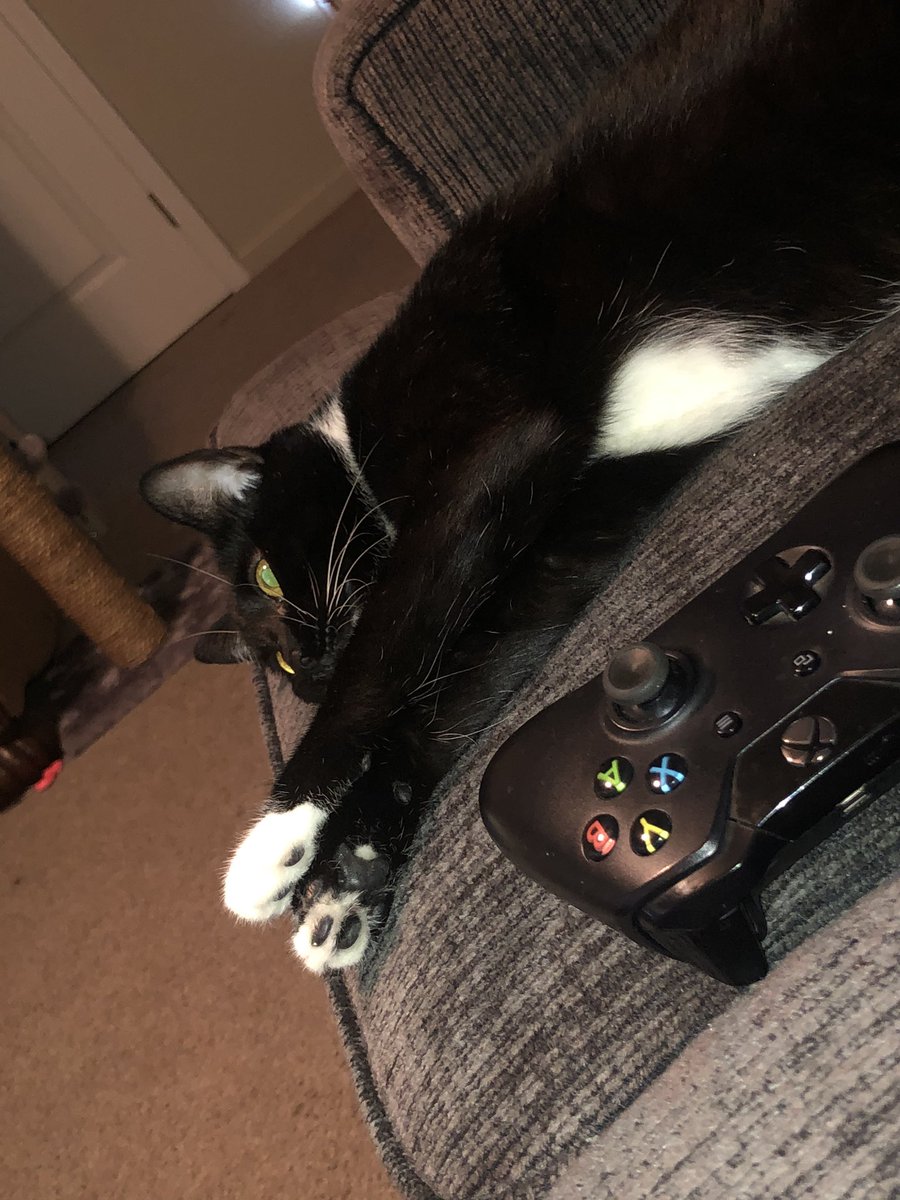 AdventuresLilo's tweet photo. Gaming is tiring #catgamer #liloadventures https://t.co/AZue5GFqIw