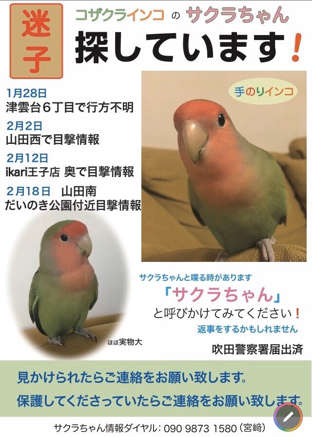 コザクラインコの さくら 0 0v Sakura Twitter コザクラインコの さくら 0 0v Sakura Twitter