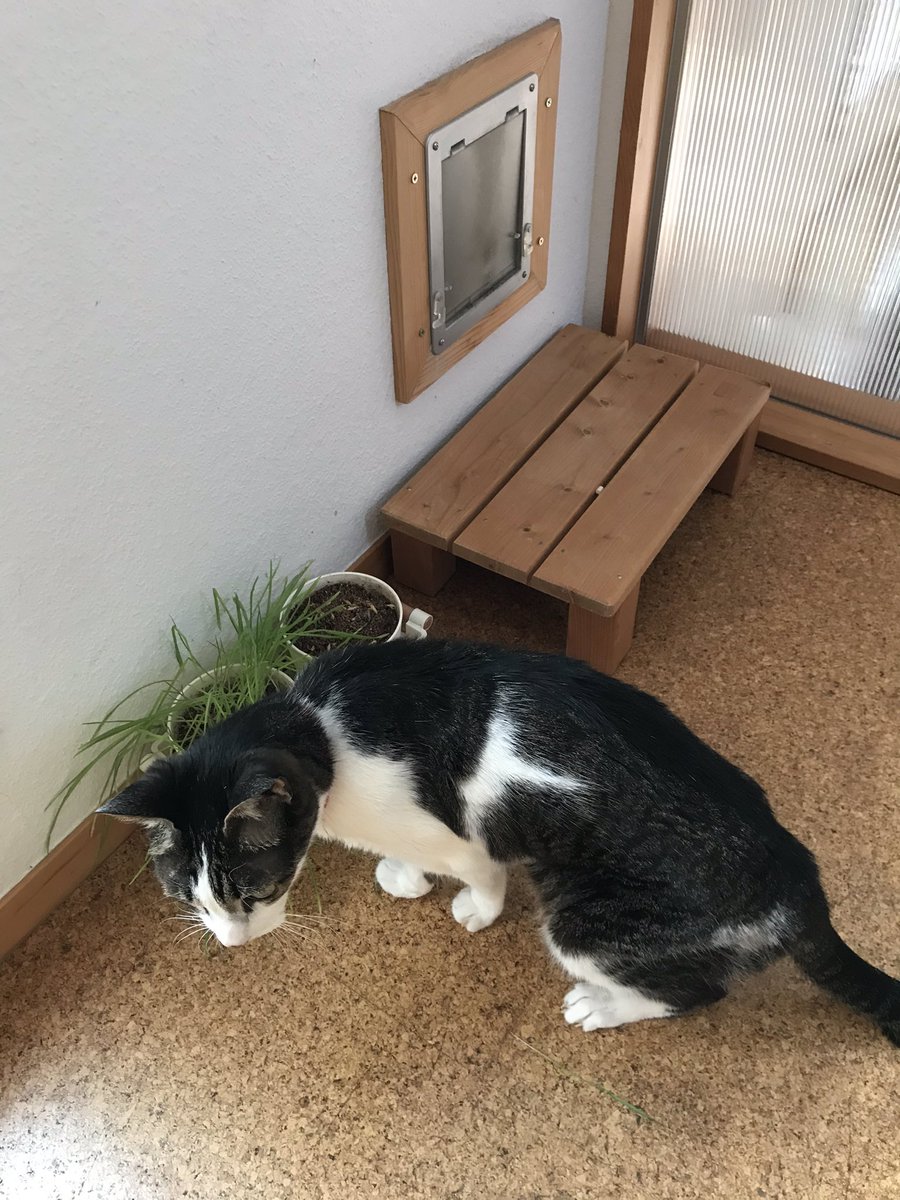 唐沢よしこ V Twitter うちの猫トイレはベランダにある小屋に置いてあって 最近暖かいので入ってきて寝てるわけですねー 壁に穴開けて出入りできるようになってます