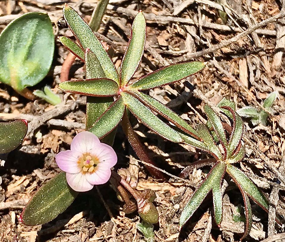 CuttingVegBotny's tweet image. Update: I am thinking the leaves on the right are from some type of Delphinium. Thoughts? nuttallianum? #leafid #westernbotany #delphinium #claytonia 
@WyoBio