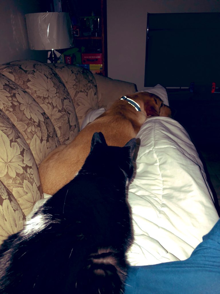 GoslinK123's tweet image. #WhatIAmLearningInQuarantine

I am my dog’s emotional support animal. 

😑

#kindawishiwaskidding