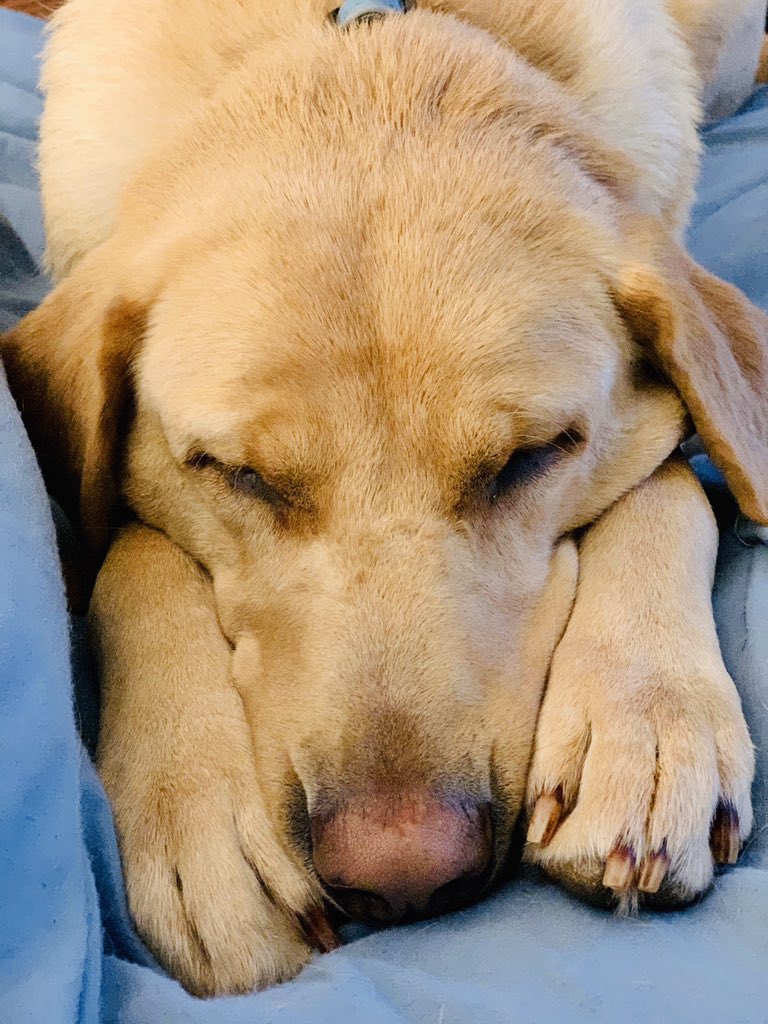 GoslinK123's tweet image. #WhatIAmLearningInQuarantine

I am my dog’s emotional support animal. 

😑

#kindawishiwaskidding