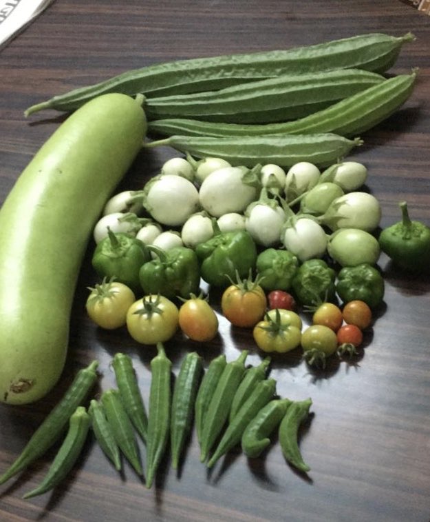 My Father has been growing organic vegetables on the rooftop (not a very large space). In old water tanks and some pots. Today’s harvest looks like this  photo sent by my son who has a sudden interest in farming and is helping Nana ( I am glad for that)