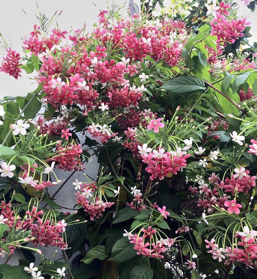 ARCHANA🧿 on Instagram: MORNING SCENES WITH RANGOON CREEPER (मधु मालती  )BLOOM IN MY GARDEN I am in awe to see this beauty blooming and my home  entrance &GARDEN look majestic 💗🤍 💗