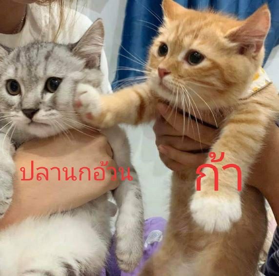 ปลาทู🐳 tweet media