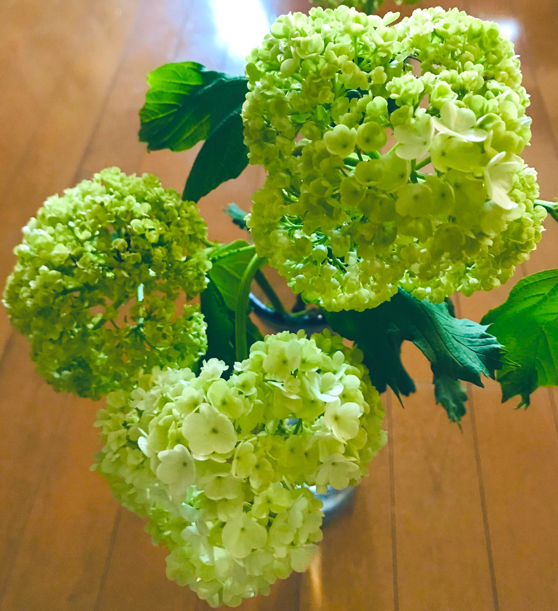 絵梨花 紫陽花 アナベル にも にも見えるね 花言葉はひたむきな愛 辛抱強い愛情 私も紫陽花が好きです 突然の花テロ 紫陽花 アナベル 見ているだけで落ち着く T Co Ai9atpvhhd Twitter