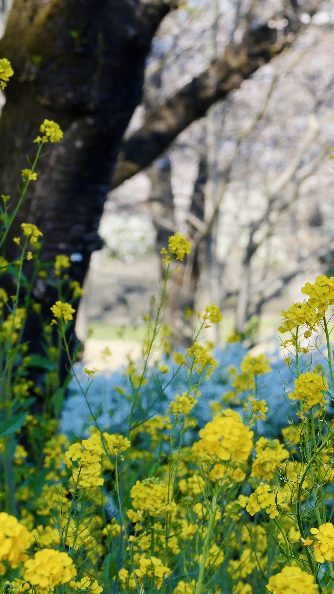Yumemidori 過去写真で作成した待ち受け 良ければお使いください 待ち受け スマホ壁紙 菜の花 三つ葉の クローバー 水滴 T Co Nku5act2ut Twitter Yumemidori 過去写真で作成した待ち受け 良ければお使いください 待ち受け スマホ壁紙 菜の花 三つ葉の クローバー 水滴 T Co Nku5act2ut Twitter