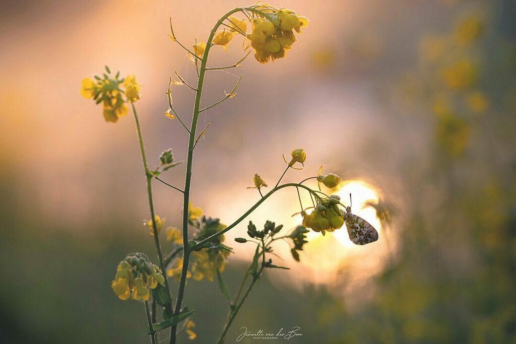 jannettevdboon's tweet photo. โStart the day witha grateful heart..โ #oranjetipje
#macro_vision
#macro_mood
#zoomnl
#featured_macros
#cupoty
#macro_brilliance
#pretty_shotz
#macromoments
#macro_highlight
#macro_mania__
#macromood
#dutch_best
#bbcearth
#onceupon_a_macro
#roots_nl
#kamโฆ https://t.co/Pz9058XnJg https://t.co/RRVXGNpuSz