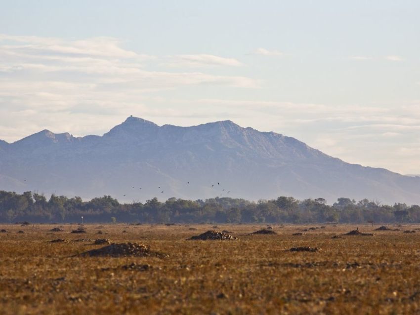 Zehub's tweet photo. 🐜 Succès pour les #fourmis #moissonneuses
Dans la plaine de la #Crau, proche de la #Camargue, des fourmis moissonneuses ont été utilisées pour
réensemencer des #terres #polluées.
https://t.co/1uCU2sKZaI https://t.co/DJEqEmKg1b