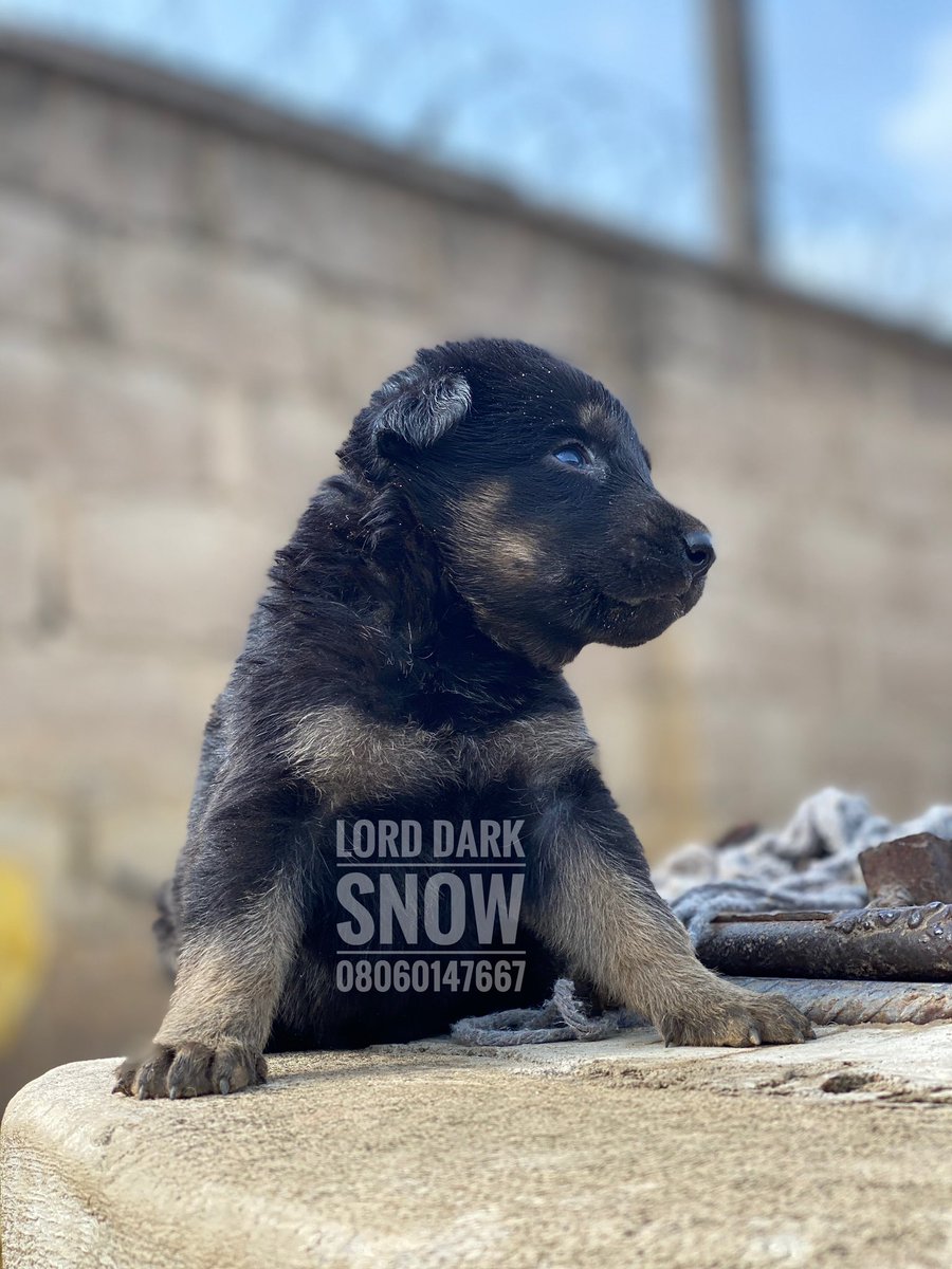 Lord Dark Snow tweet media