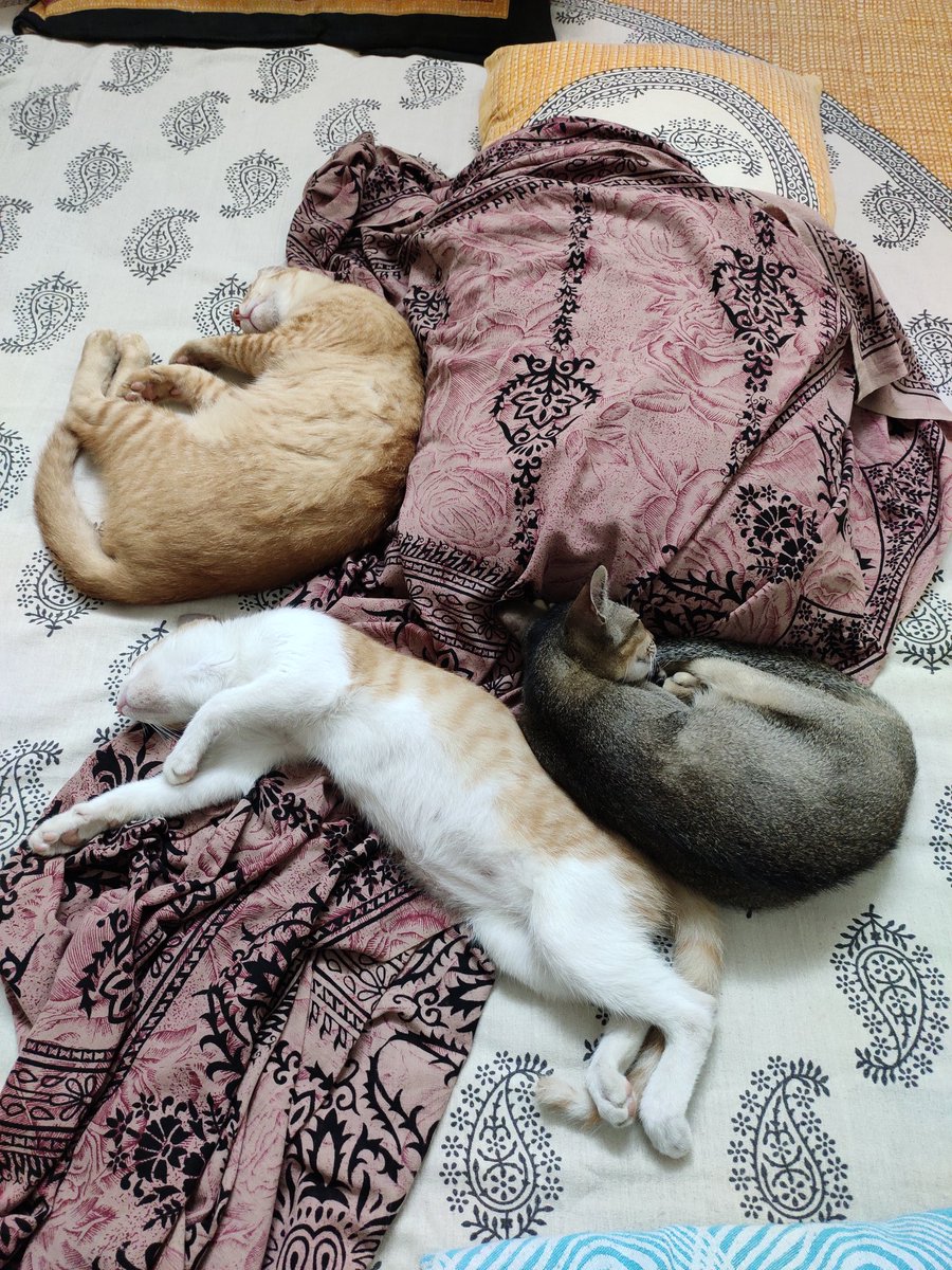 While we're enjoying the rains and weather... The bed has been totally usurped behind our backs Look at these three rakshasas... Especially sweetu Surpnakha 