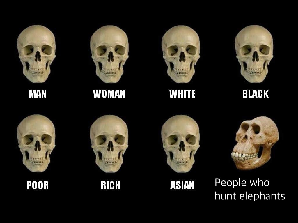 ElephantFact (@elephant_fact_) on Twitter photo 