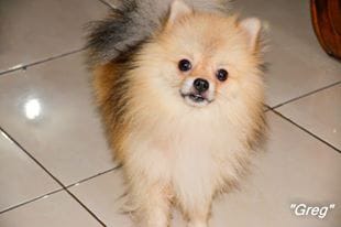 tikasinaga's tweet photo. Saya mau hibahkan anjing minipom. Jantan. Tinggal di dalam rumah/tidur di kamar. Surat lengkap sejak di import dr Thailand. Kondisi sehat, tinggal di dalam rumah. Hanya saja bulunya rontok karna belum pernah kawin. 😄 Cocok untuk BREEDER yg mau dapat bibit unggul @HibahAnjing https://t.co/G2L3A0ktxx