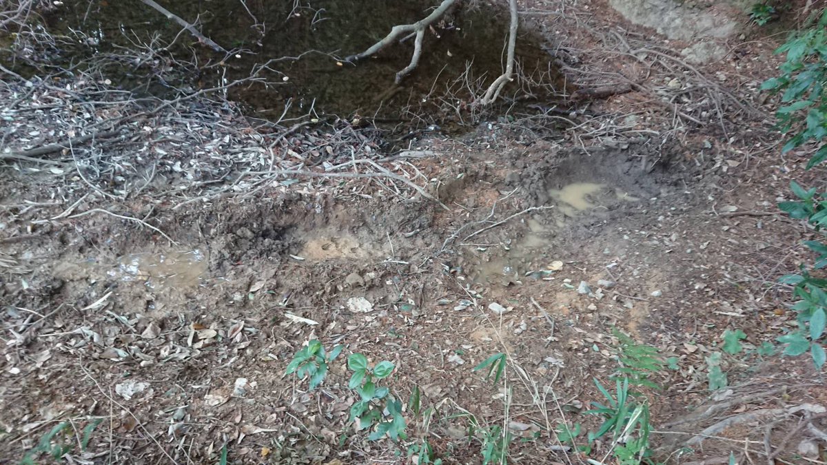 土佐の懸橋 ハンプロ 狩猟をするうえで動物の痕跡からどのような行動をしたのかを推察するアニマルトラッキングは重要になってきます 何度も山の中に入るとちょっとした変化に気づけるようになり だんだん山の探索が楽しくなってきます 3回生 一般