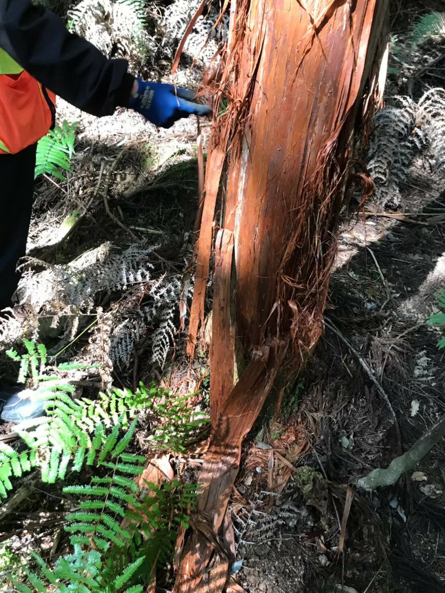 土佐の懸橋 ハンプロ 狩猟をするうえで動物の痕跡からどのような行動をしたのかを推察するアニマルトラッキングは重要になってきます 何度も山の中に入るとちょっとした変化に気づけるようになり だんだん山の探索が楽しくなってきます 3回生 一般