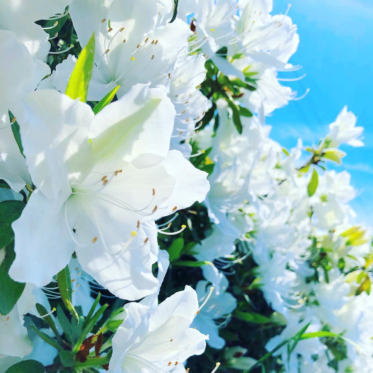 白い花 上倉エク イラスト連載のイラスト 白い花 上倉エク イラスト連載のイラスト