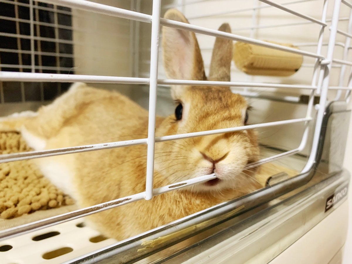 美月 虎千代はケージでくつろぐ時 なぜか短辺方向に寝そべる そして顔をむぎゅっとケージに押し当てる 鼻とか口とか 怖い事に時々おめめとか 隙間から出てますよ 痛くないの 大丈夫 うさぎのいる暮らし うさぎのいる生活 うさぎ うさぎ好き