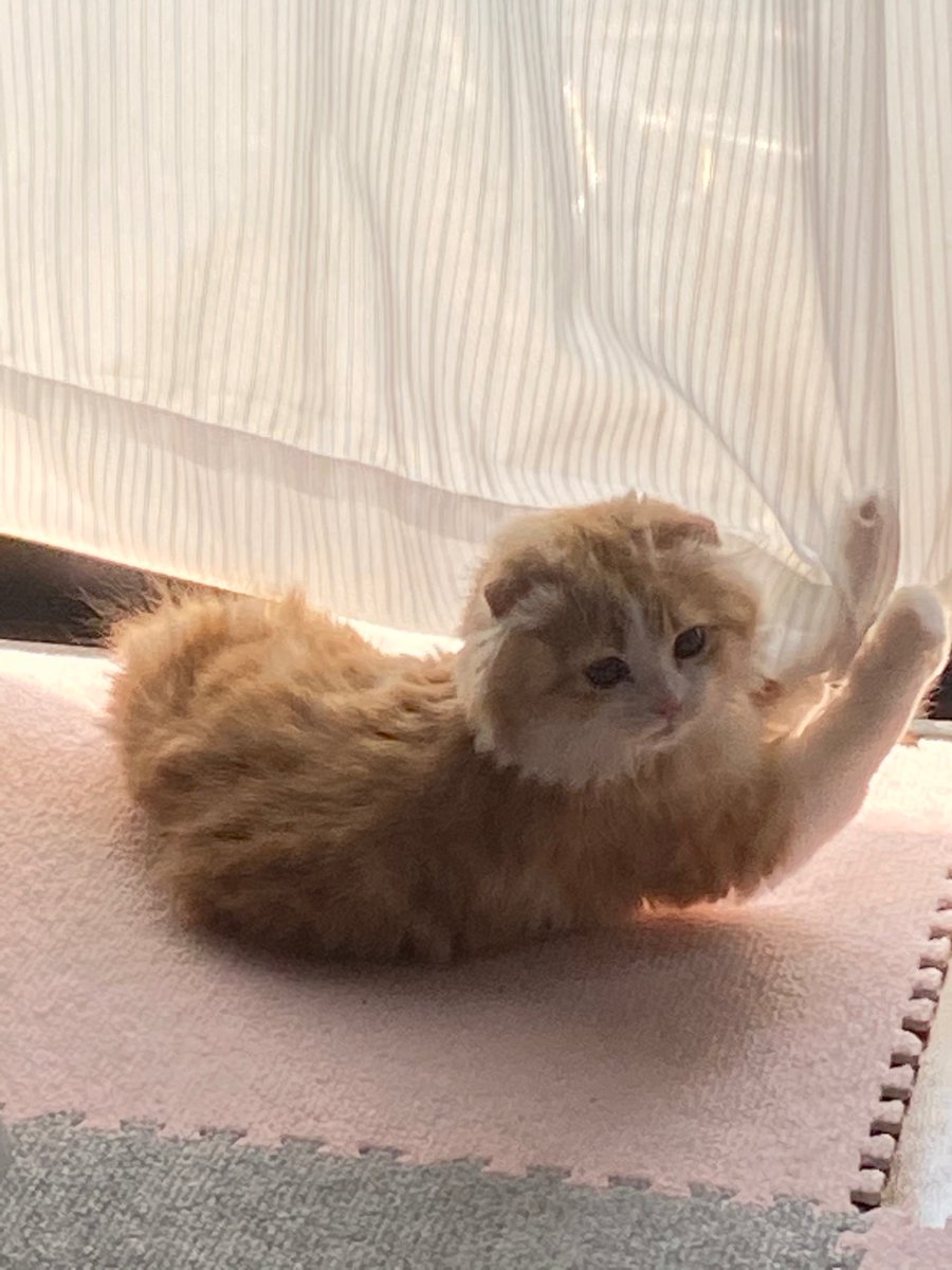 もふもふ きなこ や やばい 見られた怒られる あ アーーレーーニャン スコティッシュ 仔猫 折れ耳 可愛い動物 猫の居る生活 猫好きさんと繋がりたい 可愛い猫 Rt希望 Kitten