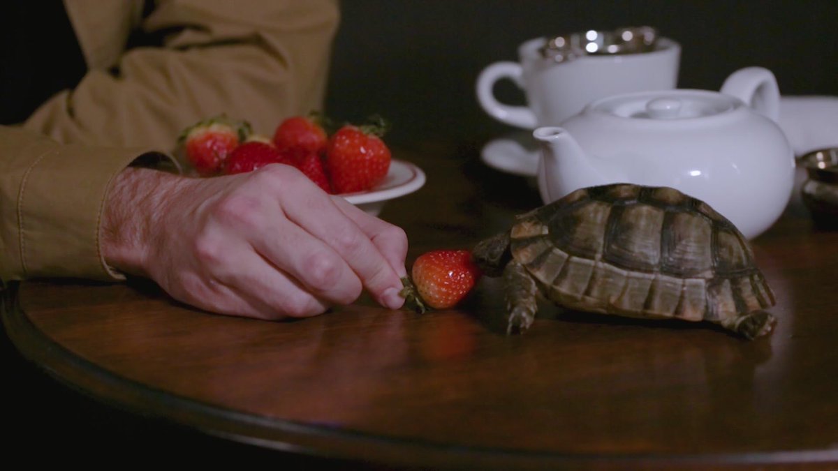 Feeding a strawberry to a turtle