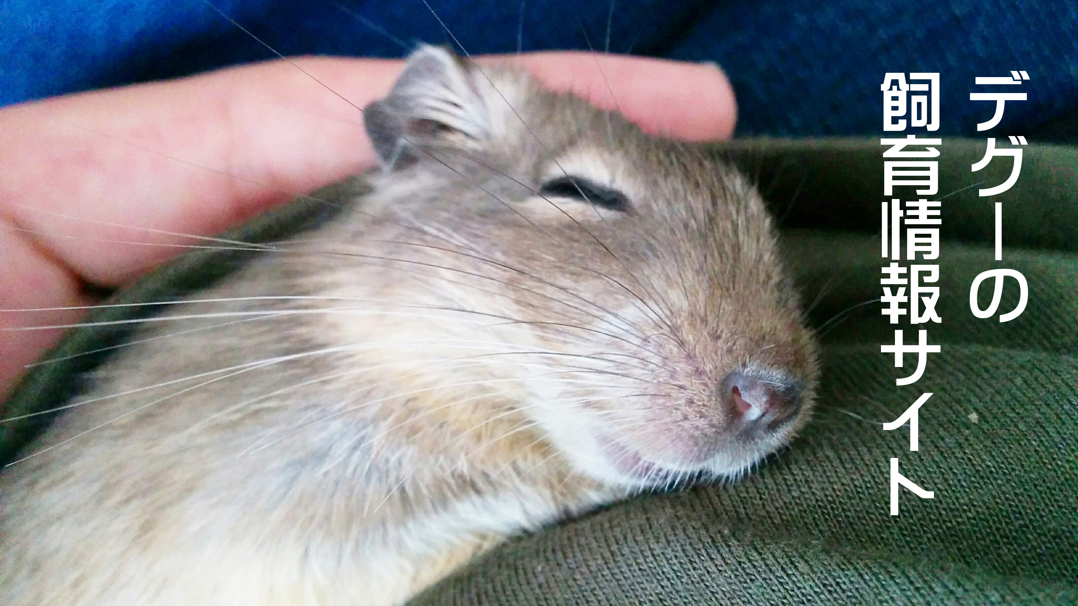 デグーの ぽてと Degu Potato Twitter
