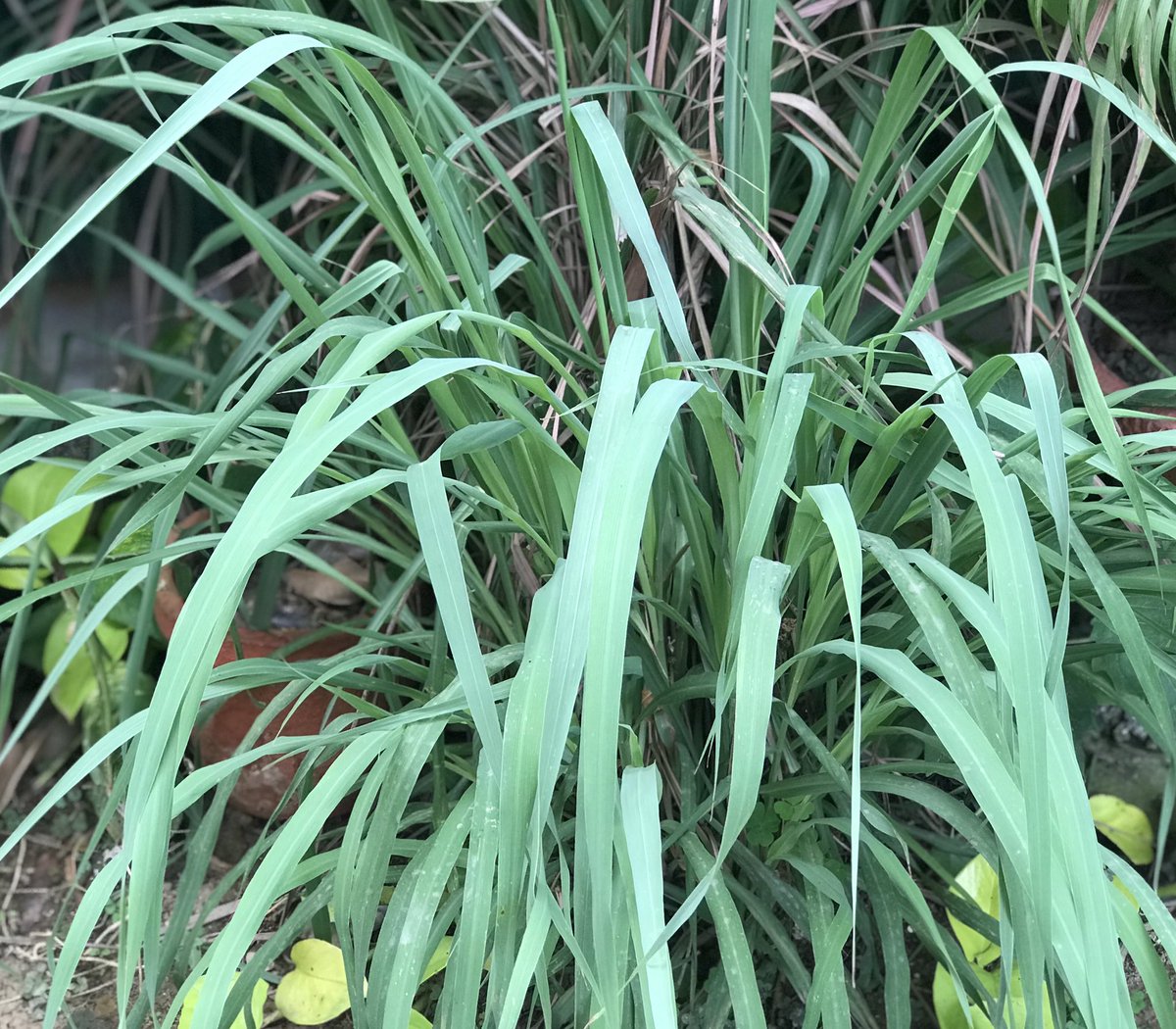 It was just a little stalk with intact roots, when we planted this Lemon Grass in one corner of the backyard. Now it has profusely tillered. The grass has multifarious usage. Have you ever put a blade of it in tea & tasted the aroma?  #MyGardenMyLife It’s Day 33 of  #lockdown! 