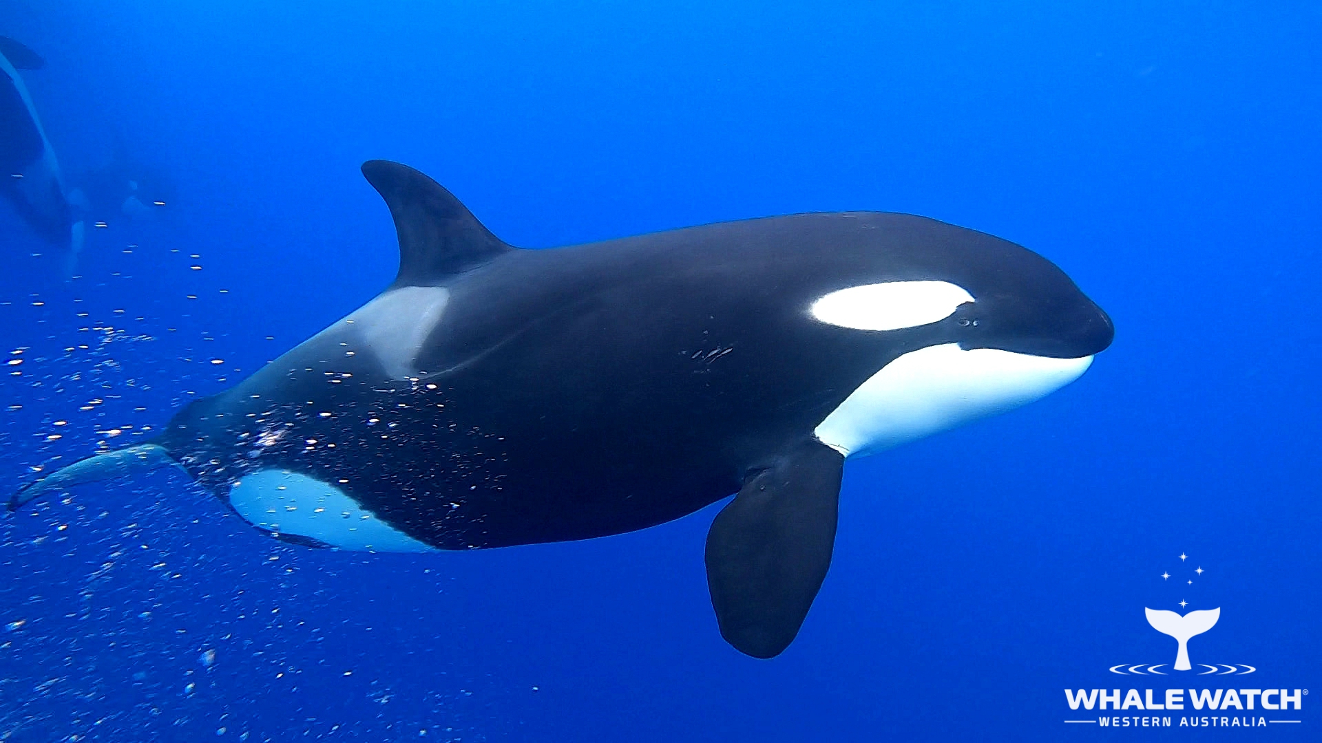 Orca Eye