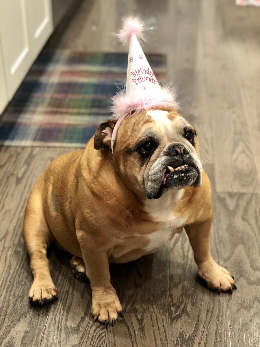 HadleyBulldog's tweet photo. Anothur gweat bday in da books ☺️ ice cweam🍦, new toy 🧸, pancakes 🥞, belly rubs 🤤, sunshine ☀️, happi times wit my family (Pwease excuse da vanilla ice cweam on my lip) 👑 
Do I look 10? 👵🏻 https://t.co/6rLijhllZQ