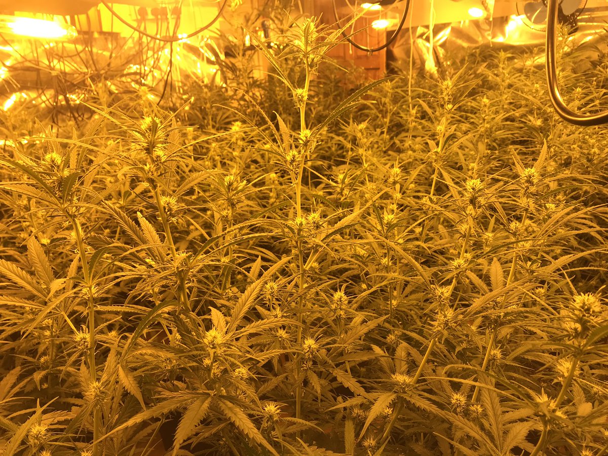 PcMarkJones's tweet photo. CPT officers executed 3 warrants yesterday across #Colchester. Approx 300 plants were seized. 2 charged &amp; remanded. Whatever your view, it is illegal, the supply chain often involves exploitation &amp; community harm, the profits fuel organised crime... and it’s our job to stop it. https://t.co/7GxJ3nfryq