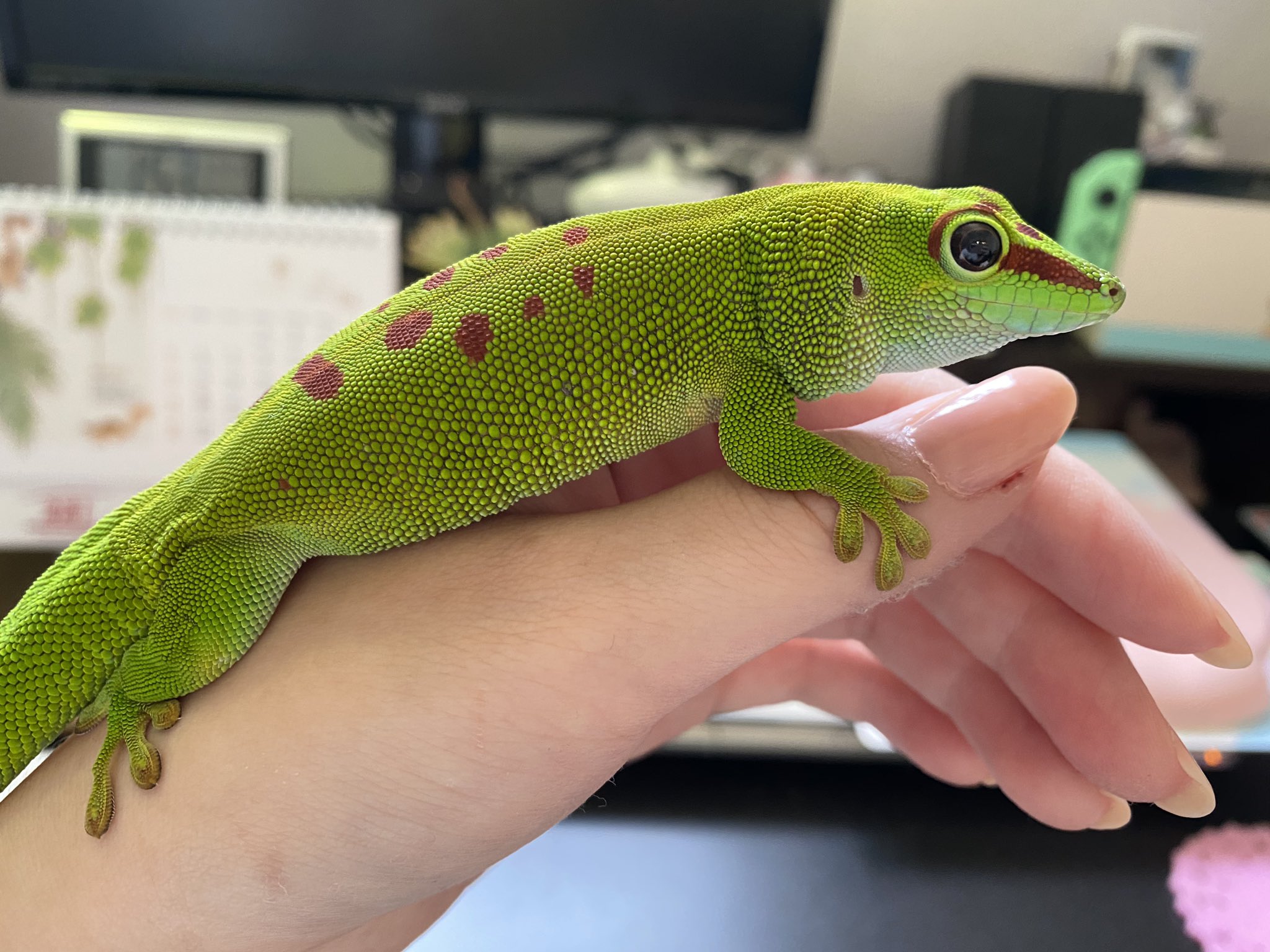 Twitter 上的 しずくの飼い主 ヒルヤモ家族 コオロギが待ち切れなくてケージから出てきちゃった子です グランディスヒルヤモリ ヒルヤモリ ひるちゃん ハンドリング T Co trgxczhm Twitter