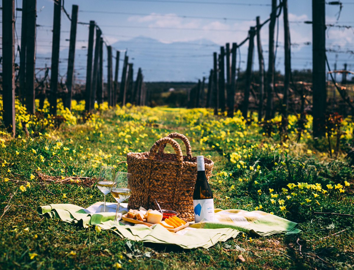 enkallinikidou's tweet photo. Sunny goodmorning from our home #Crete #lyrarakiswines to your home :) #StayAtHome #StaySafe #cretefromhome #veganfood #indigenousgrapes https://t.co/IwYPPUIcq6