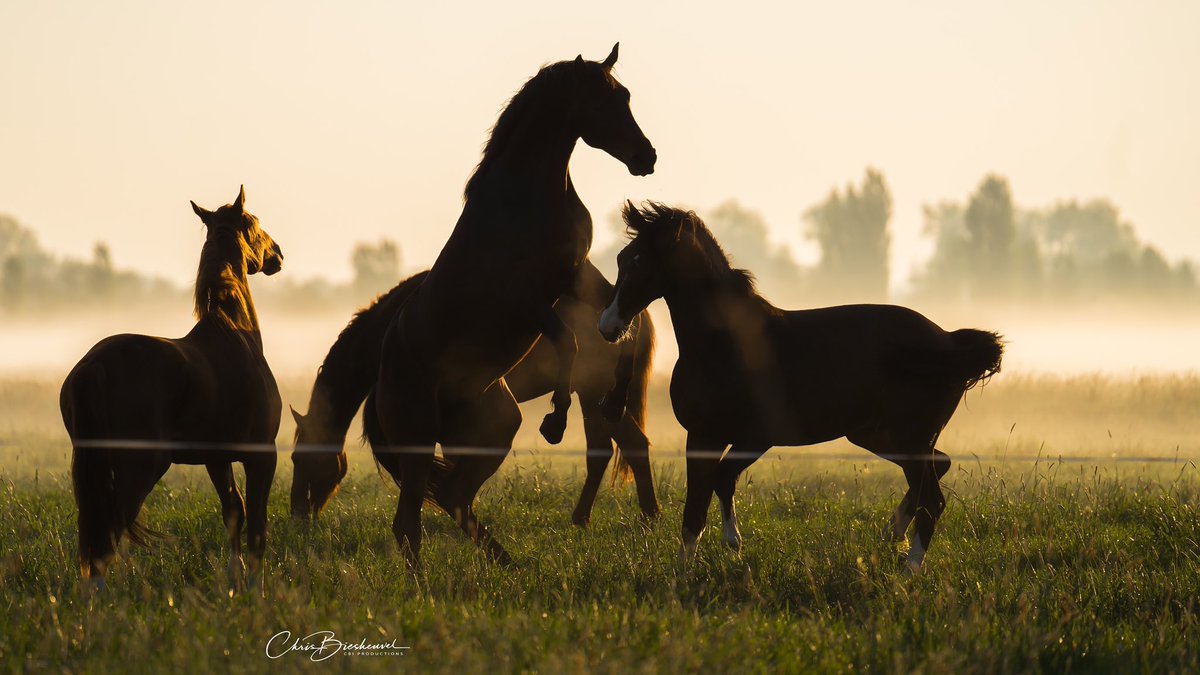 Goedemorgen, wat een fantastisch schouwspel vanochtend in de vroege uurtjes, paarden in de mist,.. @Talpaweer <a href="/BuienRadarNL/">Buienradar</a> <a href="/onwukaa/">Amara Onwuka</a> <a href="/lauravanderblij/">laura van der blij</a> <a href="/mrmiddendorp/">Maurice Middendorp</a> <a href="/WilliamHuizinga/">William Huizinga</a> <a href="/whoebert/">Ir. Willemijn Hoebert</a> <a href="/Lingestreek/">Lingestreek</a> <a href="/helgavanleur/">Helga van Leur ☀</a> <a href="/nicolienkroon/">nicolienkroon</a> @MarcdeJongRTL <a href="/marcopverhoef/">Marco Verhoef</a> @PKuipersMunneke