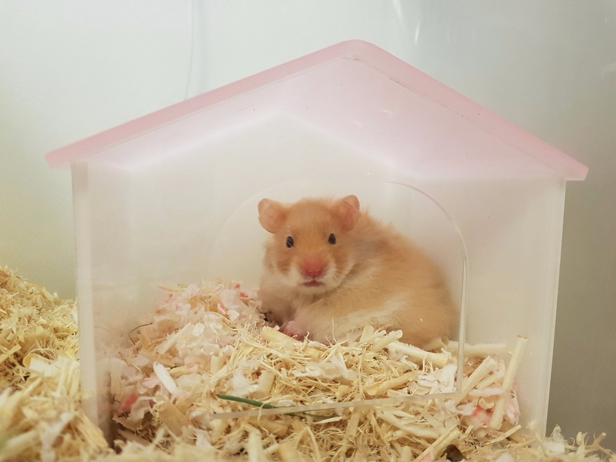 아기 코붕이 시절