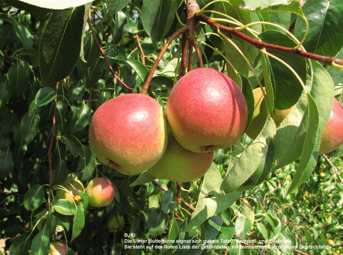 BZL_aktuell's tweet photo. Zum #TagDerBirne machen wir auf die alte Kochbirnensorte Griese Bern aufmerksam🍐
Besonderheit: erst durch Kochen oder Backen ist sie zum Verzehr geeignet.
Insgesamt stehen 98 #Birnensorten auf der #RotenListe der gefährdeten einheimischen Nutzpflanzen
➡️ https://t.co/sl7ePTiIpq https://t.co/uLuegku2ZR