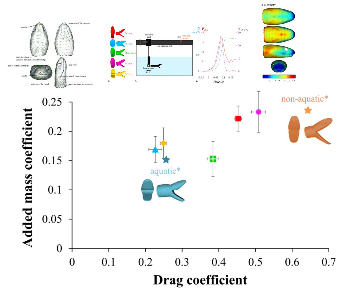 NicholasWuNZ's tweet image. One of the best examples I&apos;ve seen on deriving function from shape disparity by integrating morphology, experimental, &amp;amp; modeling work using aquatic snakes head shape. Led by M. Segall, @ramirogodoy @FUNEVOL_MNHN 
biorxiv.org/content/10.110… #herpsci
