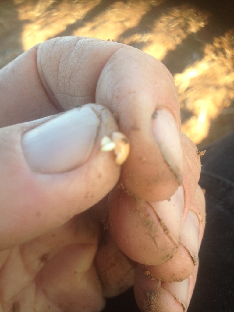 Vetch thats been in the ground for a total of 23 hours to be precise. The secret recipe worked. RAIN!!!