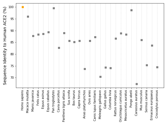 (3/3) a decent structure of human ACE2 bound to SARS-Cov-2 S (or part of it). Some modelling (MODELLER) and HADDOCKing ( @amjjbonvin) later, here are some interesting results. ACE2 is pretty conserved across species, with even crocodiles having 75% identity to the human variant.