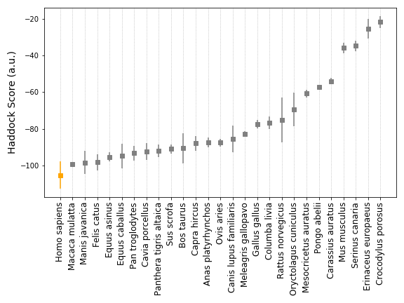 (4/4) After HADDOCK refinement, turns out some species come pretty close to the human (native) complex. While these scores are not binding affinities (right  @3Dstructure?), similar scores mean those interfaces form similarly strong contacts. So which species are these?