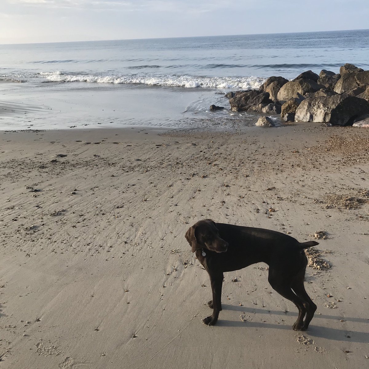 SlaneyJennie's tweet photo. So lucky to live so close to such a beautiful place 🐾 #earlymorningstroll https://t.co/1bZyKaYClg