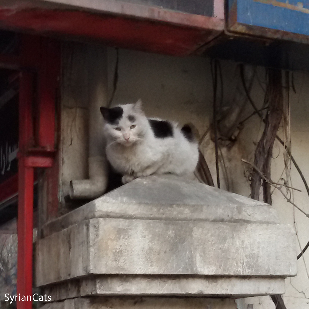 Sorry, I was just taking a photo of you. Didn't mean to wake you up! 🐱😅
#Damascus #Syria #cats #sleeping