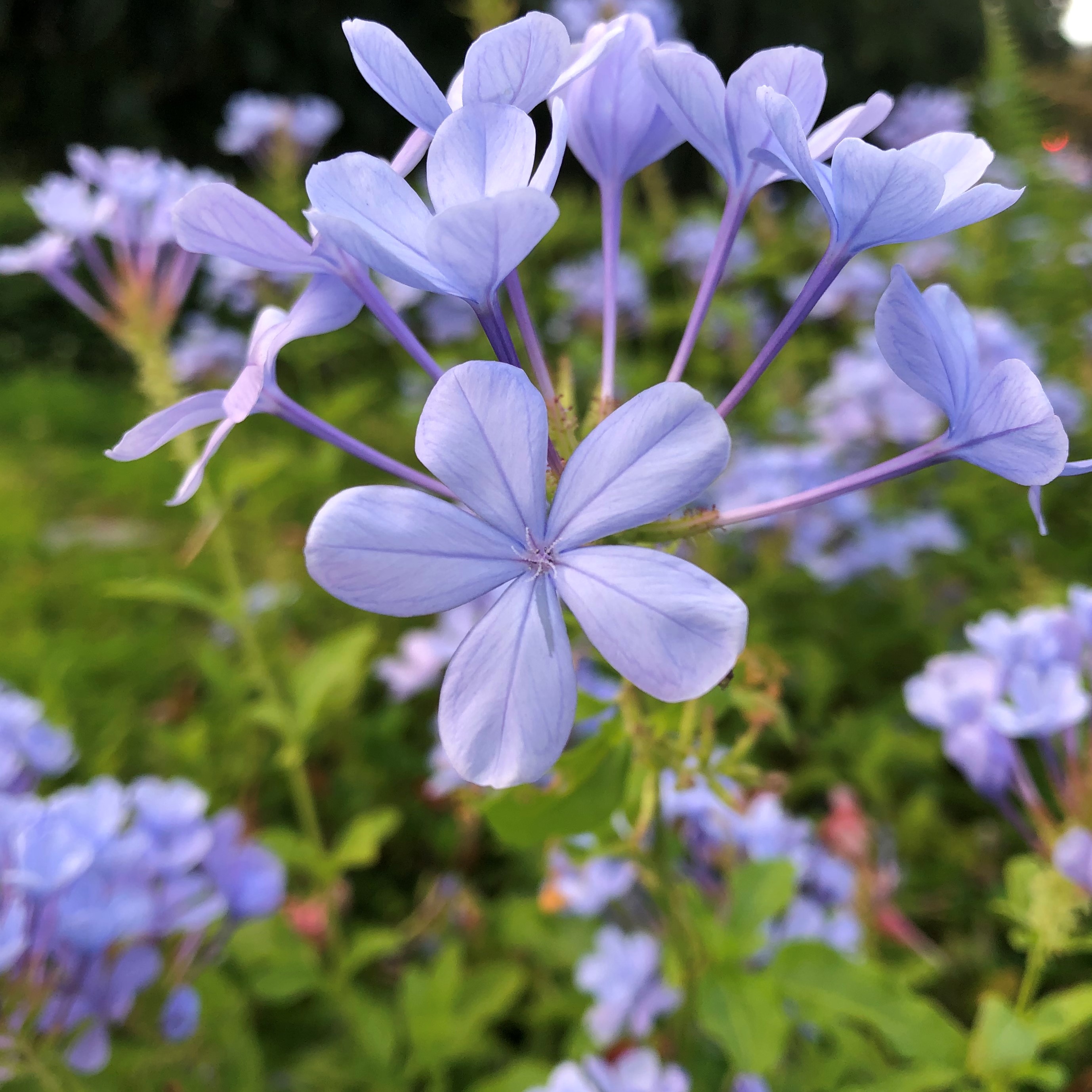 茂木健一郎 最近 青い花が多くて T Co Pqy6sfhxts Twitter